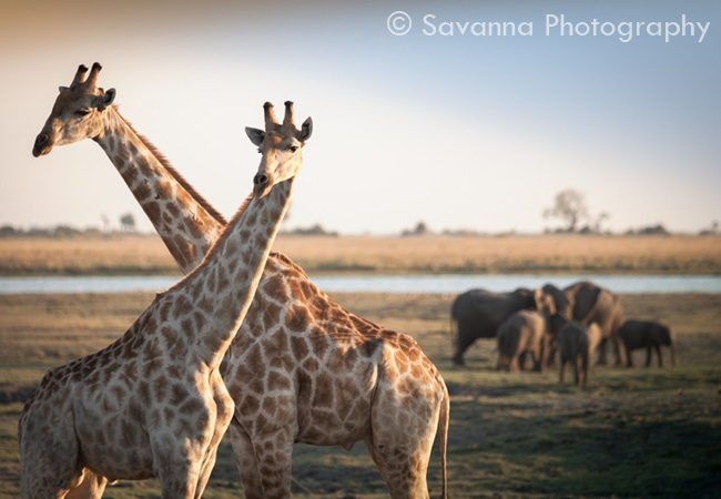 Photo de girafes avec un Watermark
